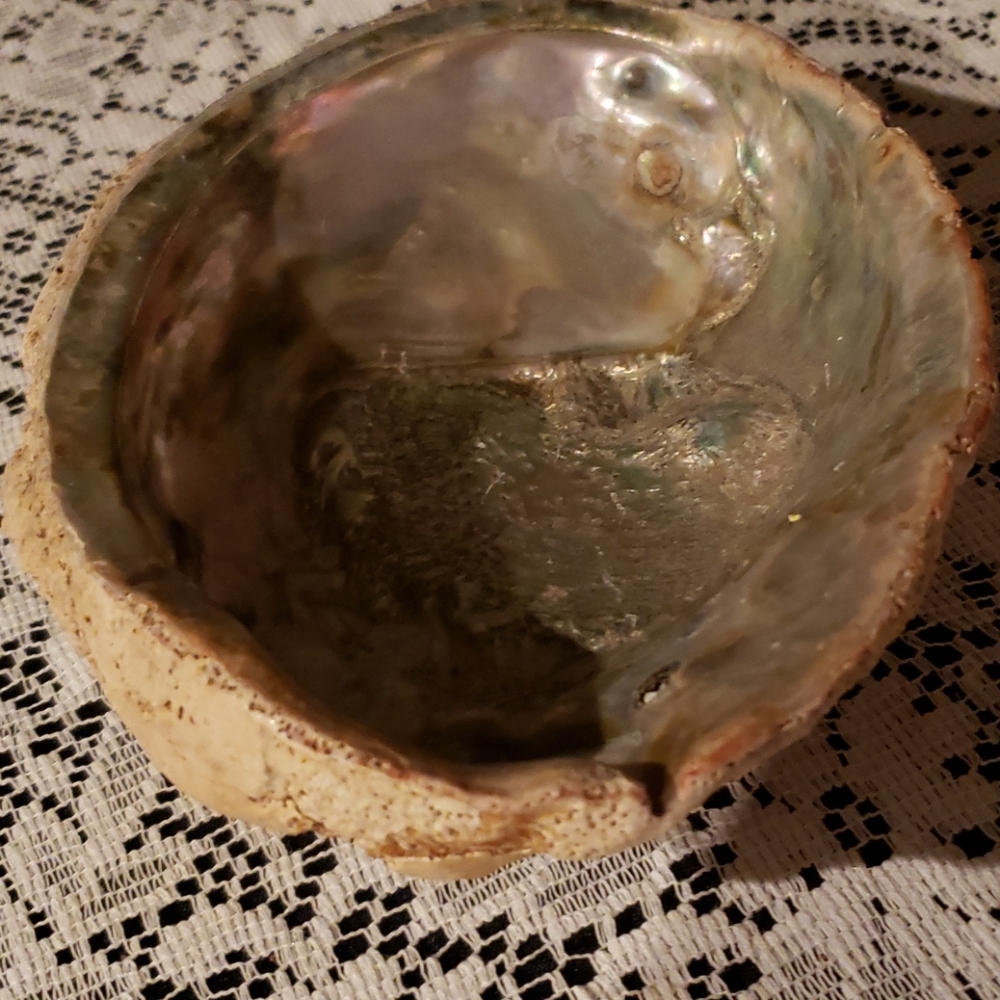 Abalone Shell. - Picture 5 of 7